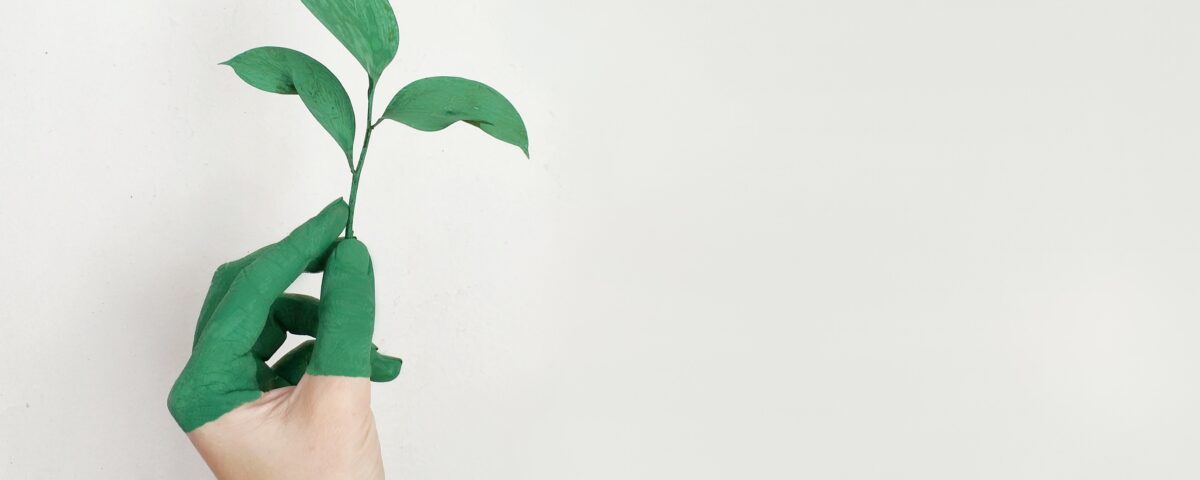 Inovação sustentável: conheça estas 17 startups portuguesas. mao verde com uma flor